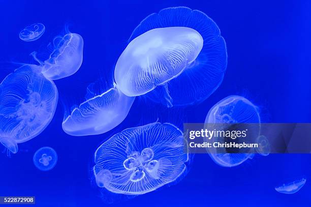 abstract view of jellyfish underwater - jellyfish stock pictures, royalty-free photos & images