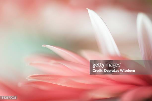 stand out  in the crowd - bloemen closeup stockfoto's en -beelden