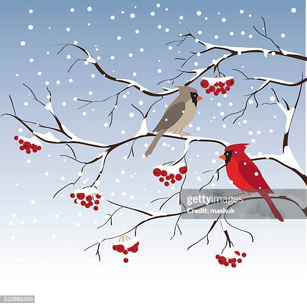 cardinal - blue cardinal bird stock illustrations
