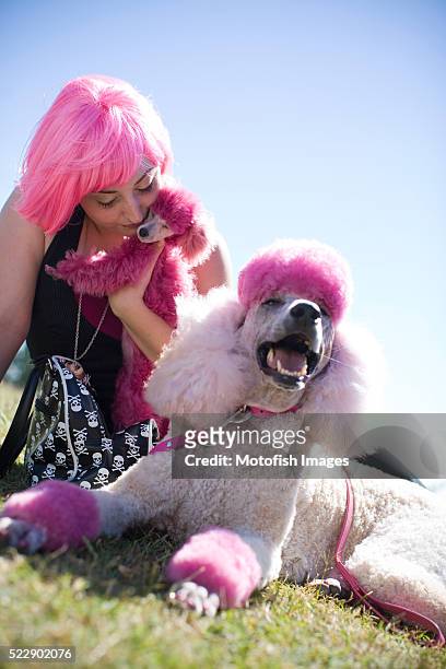woman with dyed pink poodles - standard poodle stock-fotos und bilder