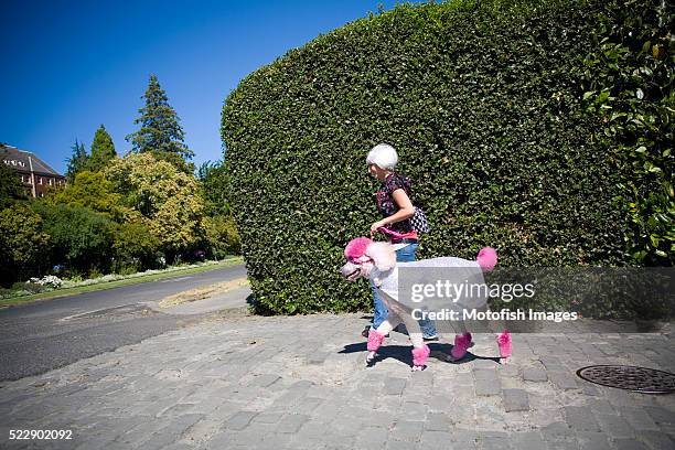 woman walking standard poodle - standard poodle foto e immagini stock