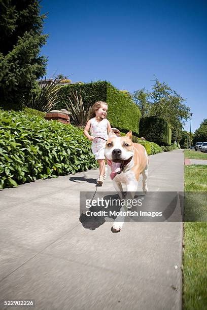 young girl walking american staffordshire terrier - american staffordshire terrier stockfoto's en -beelden