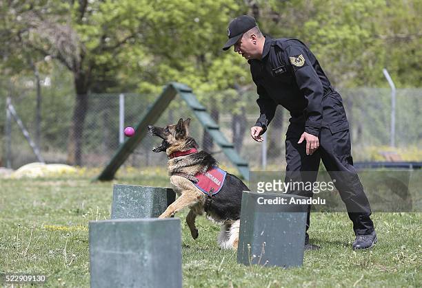 Dog is seen during a training at the Gendarme Horse and Dog Training Center in Nevsehir, Turkey on April 21, 2016. Horses and dogs are trained for...