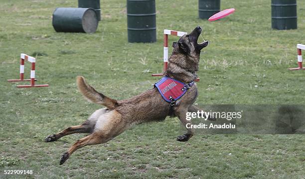 Dog is seen during a training at the Gendarme Horse and Dog Training Center in Nevsehir, Turkey on April 21, 2016. Horses and dogs are trained for...