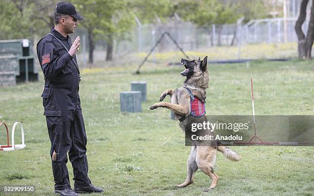 Dog is seen during a training at the Gendarme Horse and Dog Training Center in Nevsehir, Turkey on April 21, 2016. Horses and dogs are trained for...