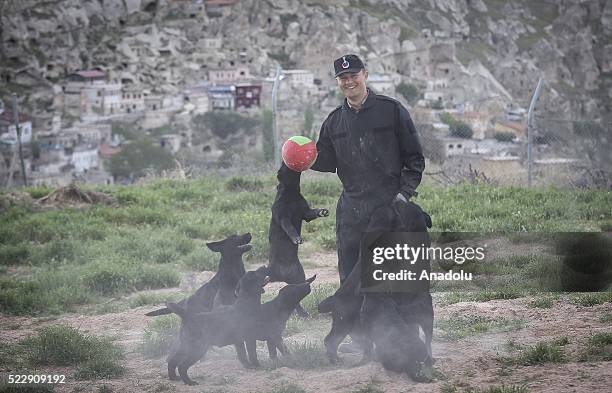 Dogs are seen during a training at the Gendarme Horse and Dog Training Center in Nevsehir, Turkey on April 21, 2016. Horses and dogs are trained for...