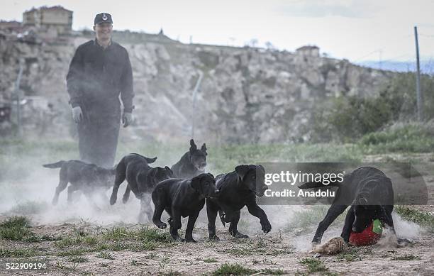 Dogs are seen during a training at the Gendarme Horse and Dog Training Center in Nevsehir, Turkey on April 21, 2016. Horses and dogs are trained for...