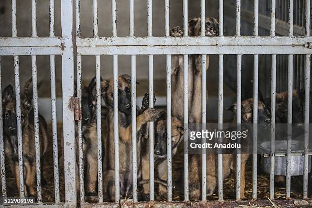 Dogs are seen in a cage at the Gendarme Horse and Dog Training Center in Nevsehir, Turkey on April 21, 2016. Horses and dogs are trained for special...