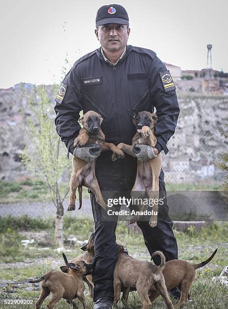 Dogs are seen during a training at the Gendarme Horse and Dog Training Center in Nevsehir, Turkey on April 21, 2016. Horses and dogs are trained for...