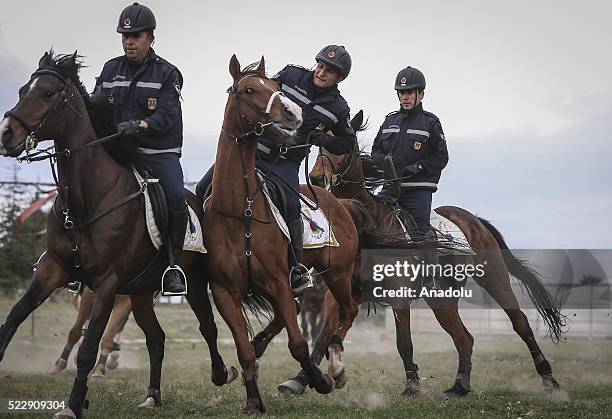 Gendarme forces ride horses during a training at the Gendarme Horse and Dog Training Center in Nevsehir, Turkey on April 21, 2016. Horses and dogs...