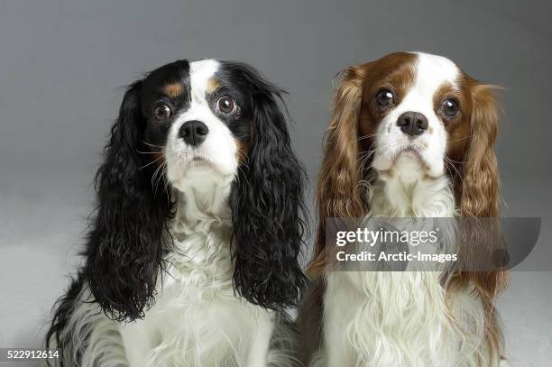 cavalier king charles spaniels - king charles spaniel stock pictures, royalty-free photos & images