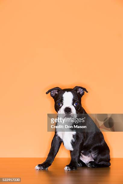 boston terrier puppy - boston terrier photos et images de collection