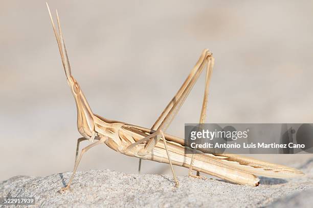 grasshopper stick 1 - lubber grasshopper bildbanksfoton och bilder
