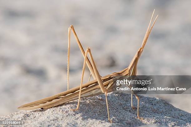 grasshopper stick - lubber grasshopper bildbanksfoton och bilder