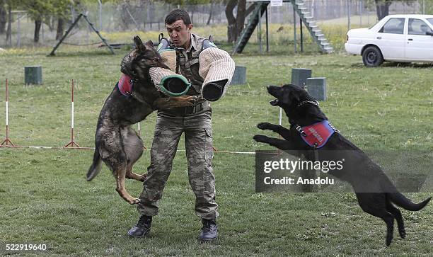 Dogs are seen during a training at the Gendarme Horse and Dog Training Center in Nevsehir, Turkey on April 21, 2016. Horses and dogs are trained for...