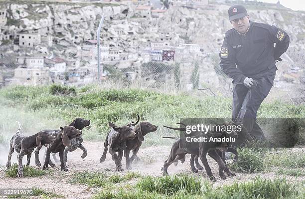 Dogs are seen during a training at the Gendarme Horse and Dog Training Center in Nevsehir, Turkey on April 21, 2016. Horses and dogs are trained for...