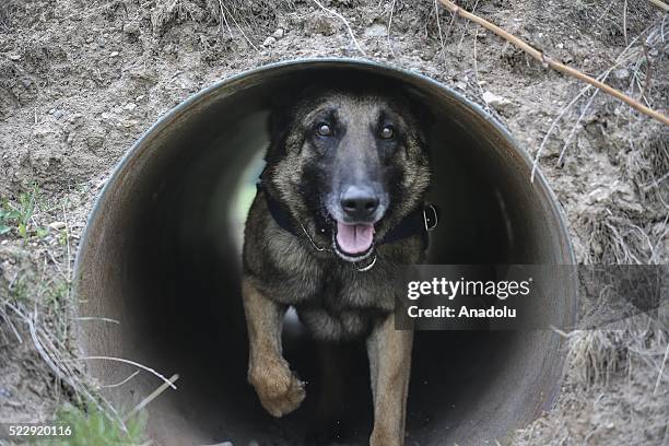 Dog is seen during a training at the Gendarme Horse and Dog Training Center in Nevsehir, Turkey on April 21, 2016. Horses and dogs are trained for...