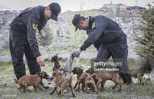 Dogs are seen during a training at the Gendarme Horse and Dog Training Center in Nevsehir, Turkey on April 21, 2016. Horses and dogs are trained for...