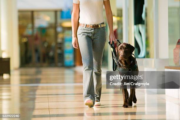 guide dog leading owner in mall - service dog foto e immagini stock