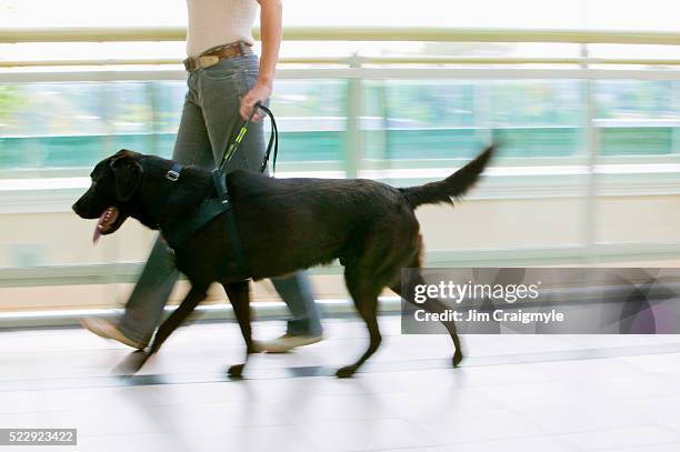 guide dog leading owner - seeing eye dog fotografías e imágenes de stock