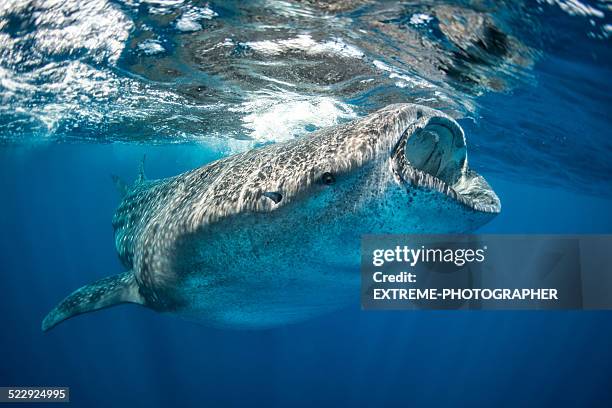 whale shark feeding in the sea - whale shark 個照片及圖片檔