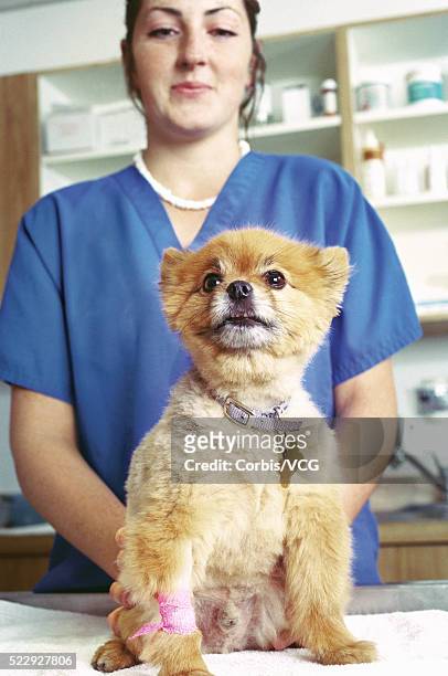 veterinary nurse holding puppy on table - operating gown stock pictures, royalty-free photos & images
