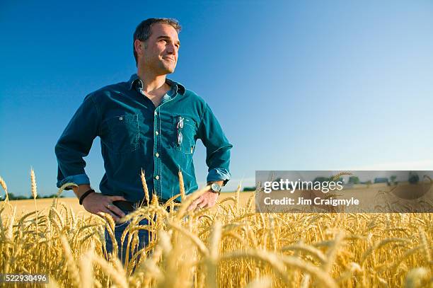 farmer standing in wheat field - jim farmer 個照片及圖片檔