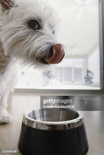 dog lapping water from bowl - west highland white terrier stock pictures, royalty-free photos & images