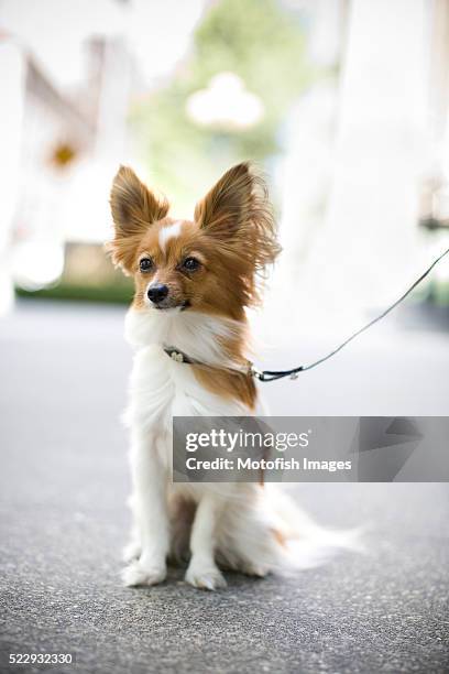 papillon on leash - papillon dog fotografías e imágenes de stock