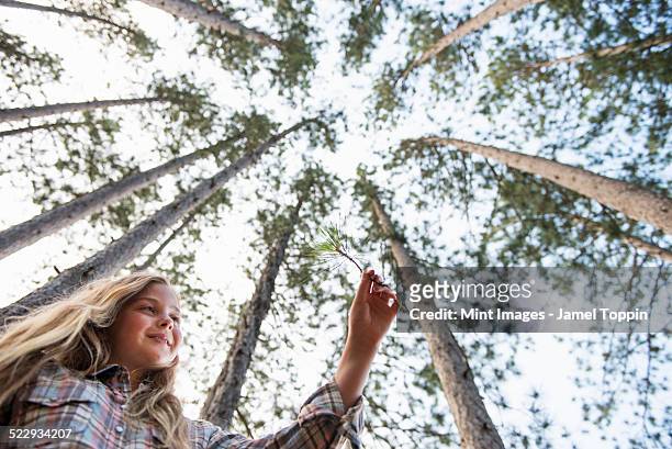 a young girl in the woods, walking through pine trees. - woodstock new york stockfoto's en -beelden