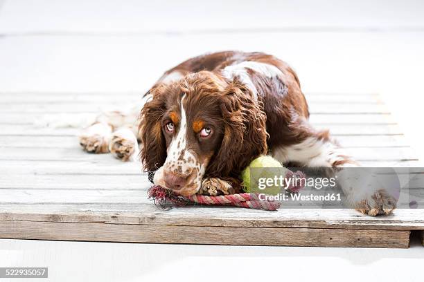 english springer spaniel puppy lying on wooden pallet with his dog toys - english springer spaniel stockfoto's en -beelden