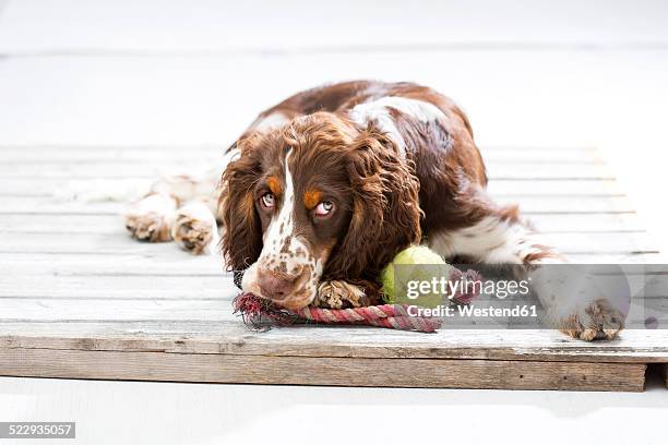 english springer spaniel puppy lying on wooden pallet with his dog toys - tennis ball stock pictures, royalty-free photos & images