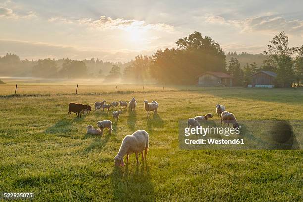 germany, bavaria, flock of sheep at simssee - viehweide stock-fotos und bilder