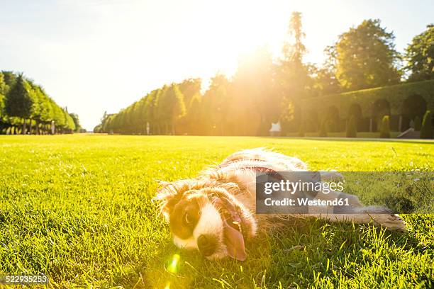 dog, canis lupus familiaris, lying on a meadow - prairie dog photos et images de collection