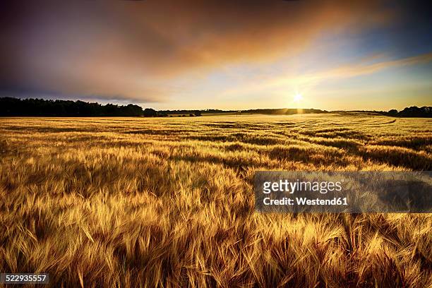 scotland, east lothian, sunrise over barley field - barley stock-fotos und bilder