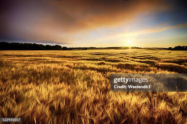 scotland, east lothian, sunrise over barley field - barley stock pictures, royalty-free photos & images