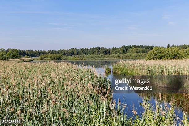 germany, bavaria, freimoos, lake zillham - moor stock pictures, royalty-free photos & images