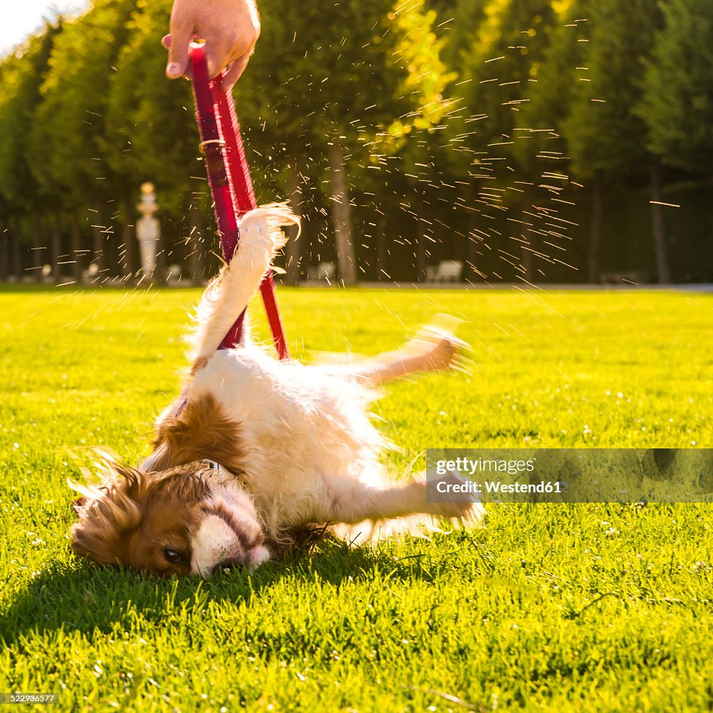 Dog, Canis lupus familiaris, rolling around on a meadow while his owner holding the lead