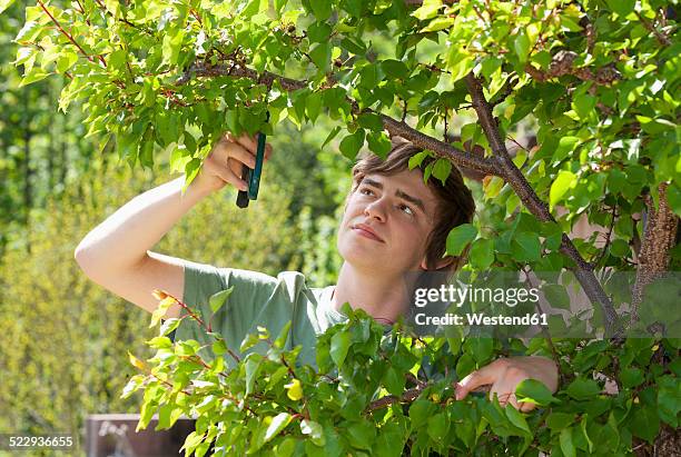 portrait of a young man trimming apricot tree - abricoteiro - fotografias e filmes do acervo