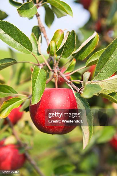 Most Ripe Apple Ripen Apple Photos and Premium High Res Pictures - Getty Images