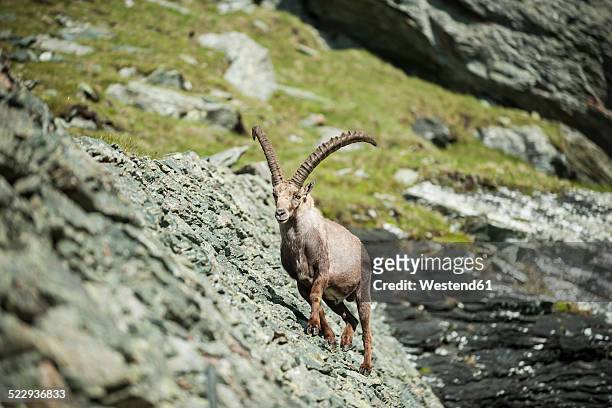 austria, grossglockner, alpine ibex, capra ibex - alpine ibex stock-fotos und bilder