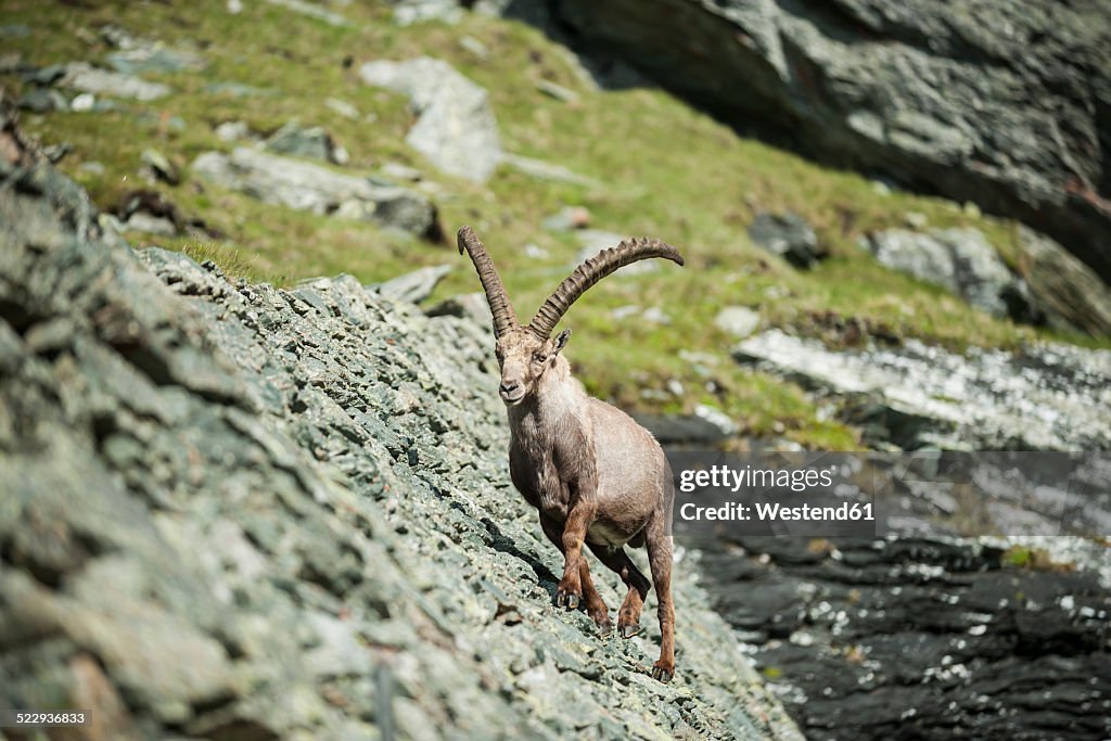 Austria, Grossglockner, Alpine Ibex, Capra ibex