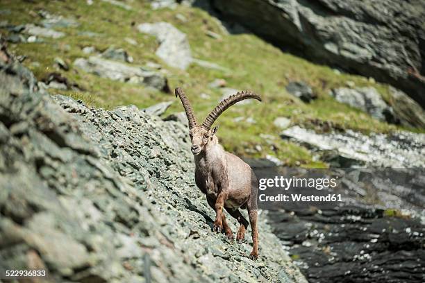 austria, grossglockner, alpine ibex, capra ibex - alpine ibex stockfoto's en -beelden