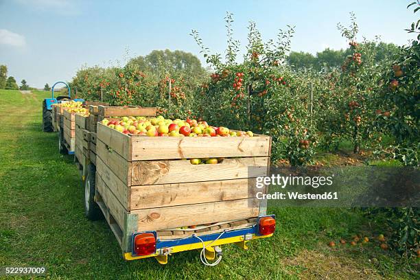 germany, hamburg, altes land, apple picking - fruit box stockfoto's en -beelden