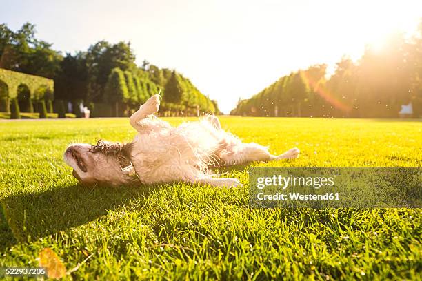 dog, canis lupus familiaris, rolling around on a meadow - dog park stock-fotos und bilder