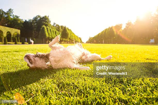 dog, canis lupus familiaris, rolling around on a meadow - allongé sur le dos photos et images de collection