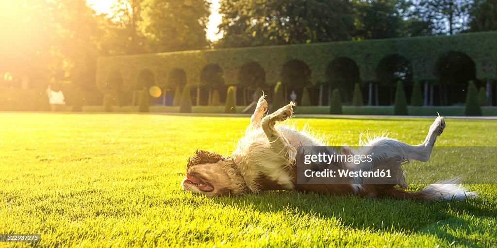 Dog, Canis lupus familiaris, rolling around on a meadow