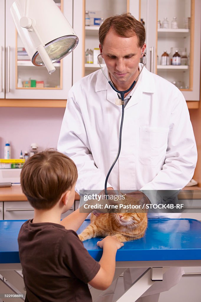 Boy with vet examining cat in veterinary practice