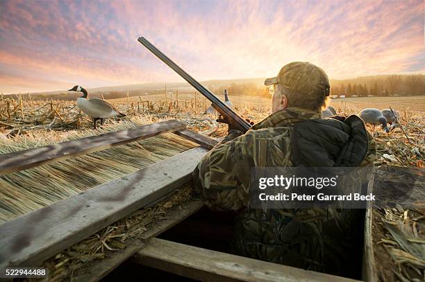 hunter with canada goose decoys - richiamo foto e immagini stock