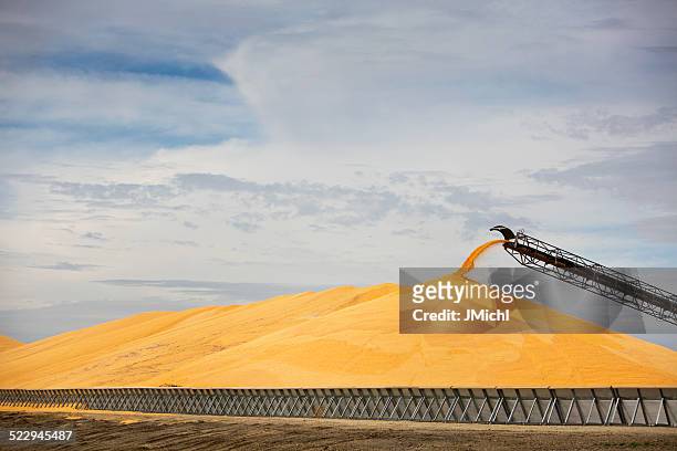 grande pilha de milho em midwest etanol central. - cereal plant imagens e fotografias de stock